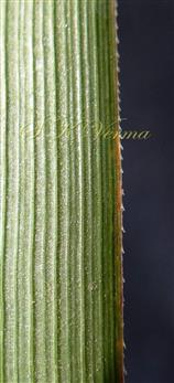  Leaf margin